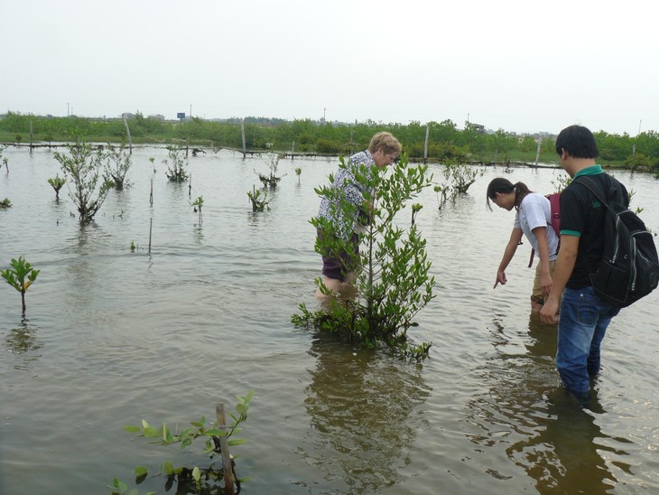 Разведение аквапродуктов содействует восстановлению мангровых лесов в провинции Чавинь - ảnh 2